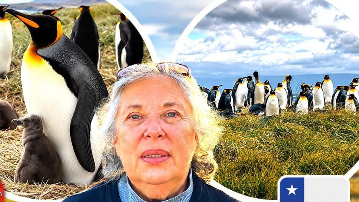 Cecilia Durán junto a imágenes de la colonia de pingüinos rey de Tierra del Fuego
