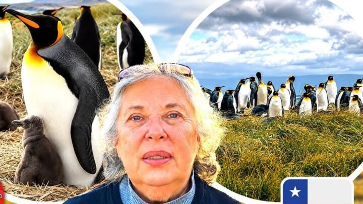 Cecilia Durán junto a imágenes de la colonia de pingüinos rey de Tierra del Fuego